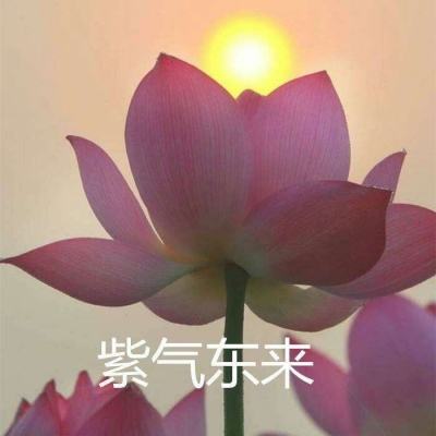神乐少女变态公益服下载